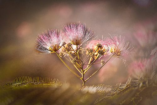 Fleurs délicates de l'arbre à soie
