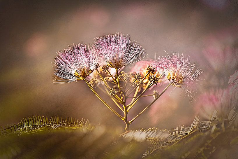 Delicate blossoms of the silk tree by ahafineartimages