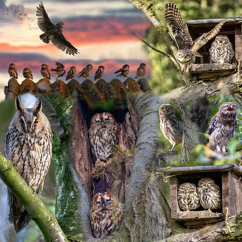 Three owl species in Gelderland