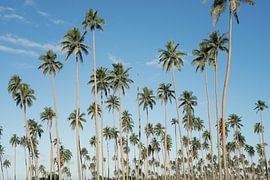 Des palmiers au paradis - Vanuatu