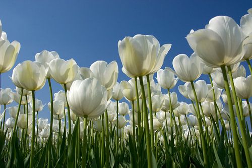 Witte tulpen