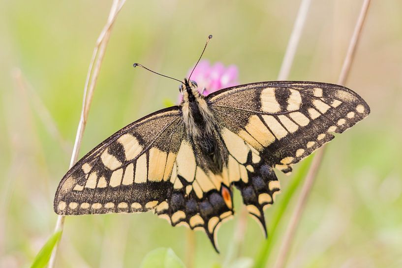 Vlinders en libellen  | Koninginnepage tussen de bloemen van Servan Ott