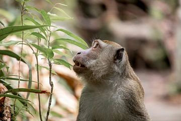 Macaque en liberté à Bornéo sur Femke Ketelaar