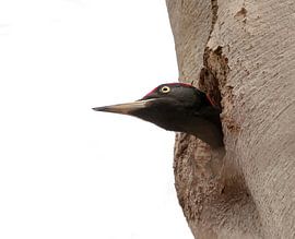 Black woodpecker.