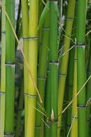 Bamboo