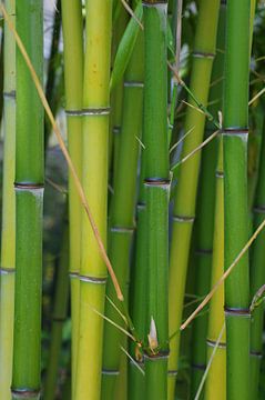 Bamboe van Gabi Siebenhühner
