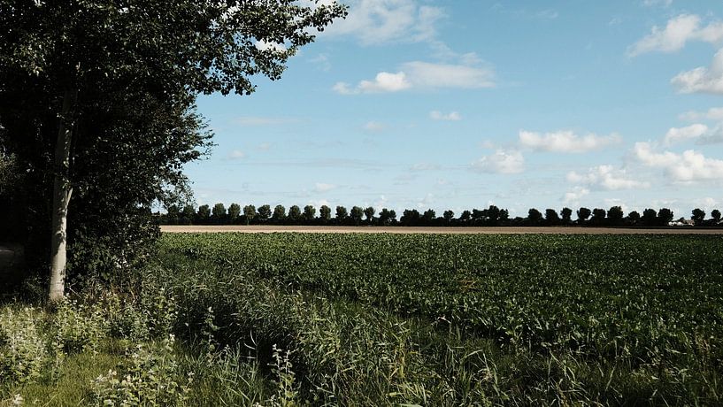 Bomenrij nabij Koudekerke van Tom Haak