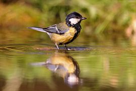 Mésange charbonnière (Parus major)
