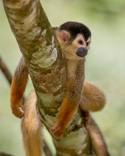 Singe écureuil jaune à Golfito, Costa Rica par Bjorn Donnars