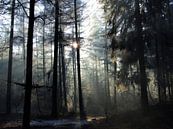 Winterochtend in het Baarnse Bos by Hilde van den Berg thumbnail