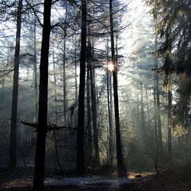Winterochtend in het Baarnse Bos by Hilde van den Berg