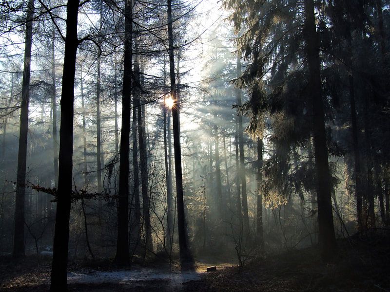 Winterochtend in het Baarnse Bos von Hilde van den Berg