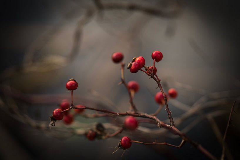 Rote Beeren von Mariette Kranenburg