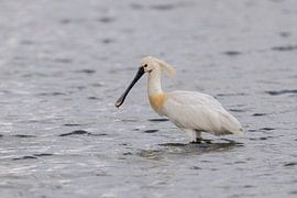 Löffler von Jan van Vreede