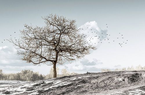 Paysage d'hiver