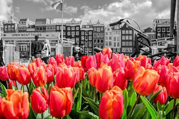 Rode tulpen uit Amsterdam van Peter Bartelings