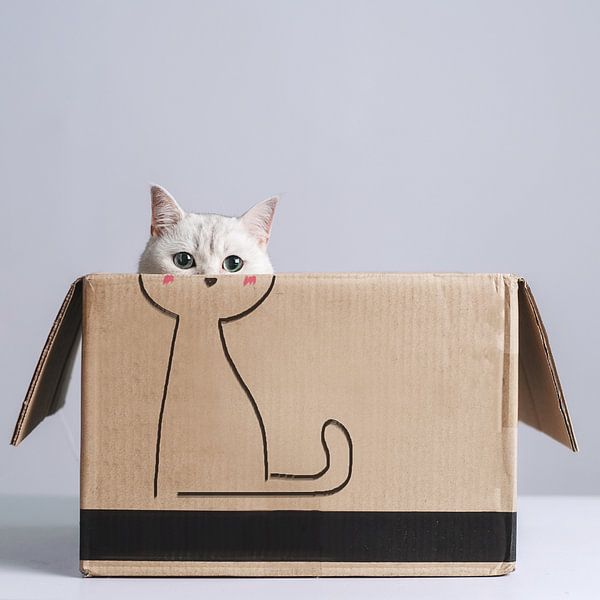 Katze in der Kiste von Terry F