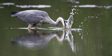 Blue heron by Eric Van Hul