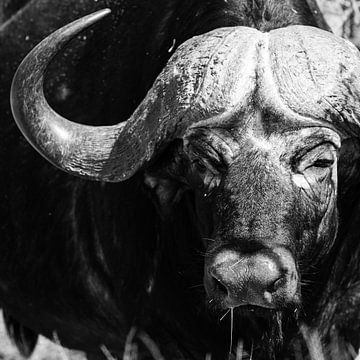 Kaapse buffel close-up van Arthur van Iterson