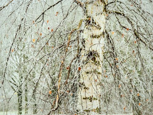 De lijnen van een berijpte berk