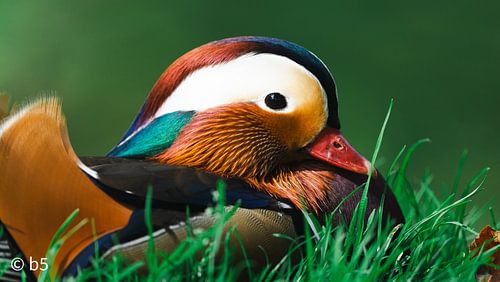 MANDARIN DUCK von Christopher Beham