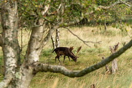 A deer grazing under a tree by Ennio Brehm