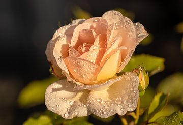 Lachsfarbene Rose nach einem Regenschauer in der Morgensonne. von Willie.Photography