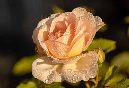 Salmon-coloured Rose after a rain shower in the morning sun.