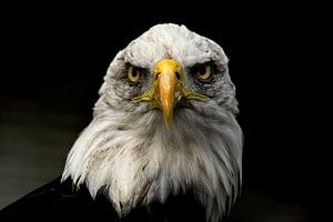 Aigle de mer américain sur Frans Schutten