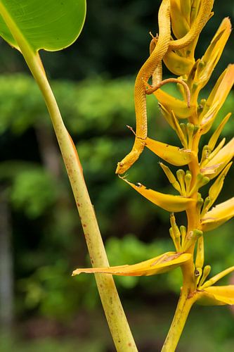 Yellow eyelash palm pitviper