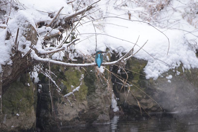 Kingfisher by Julia Schellig