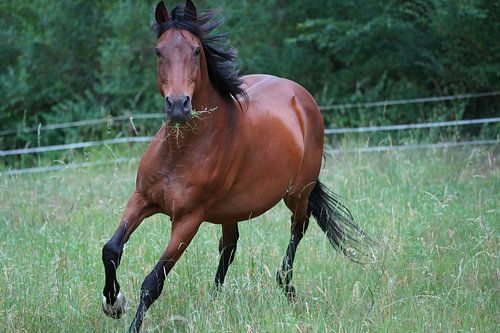 Trakehner Feldmeyer in de wei