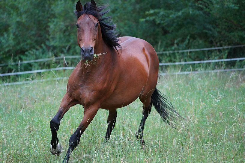 Trakehner Feldmeyer auf der Weide von Babetts Bildergalerie