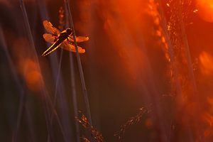 Dragonfly in Red von Pim Leijen