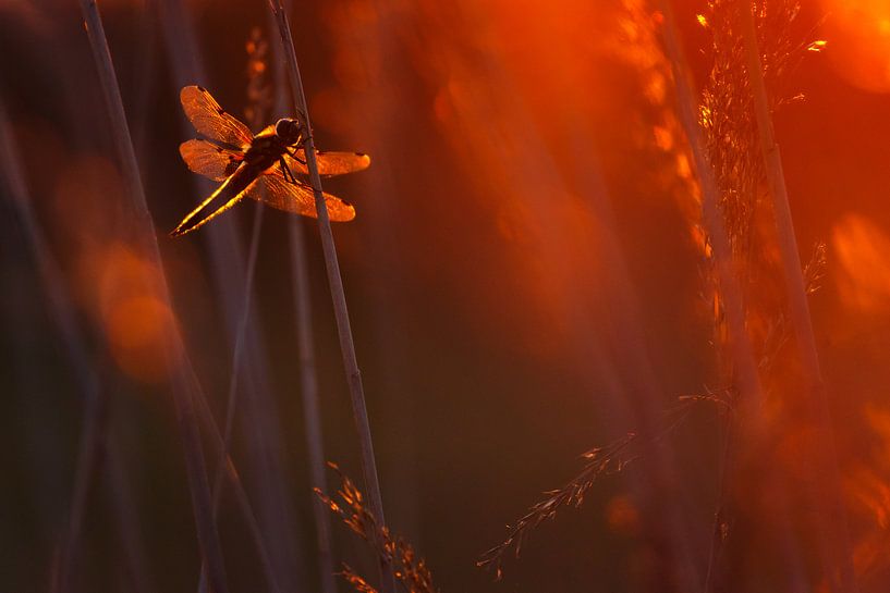 Libelle par Pim Leijen