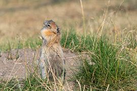 Erdhörnchen (Urocitellus columbianus), Waterton Lakes National Park, Alberta, Kanada von Alexander Ludwig