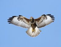 Hovering Common Buzzard (Buteo buteo)