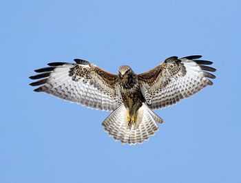 Biddende Buizerd (Buteo buteo)