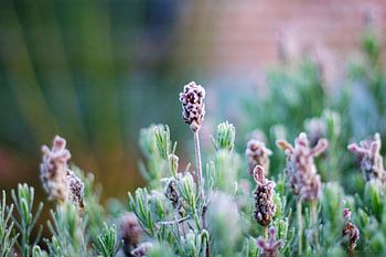 Lavender