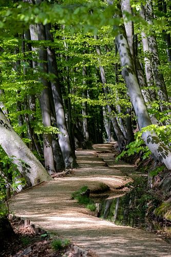 beech trees with spring leaves along winding path