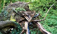 Wonder of nature