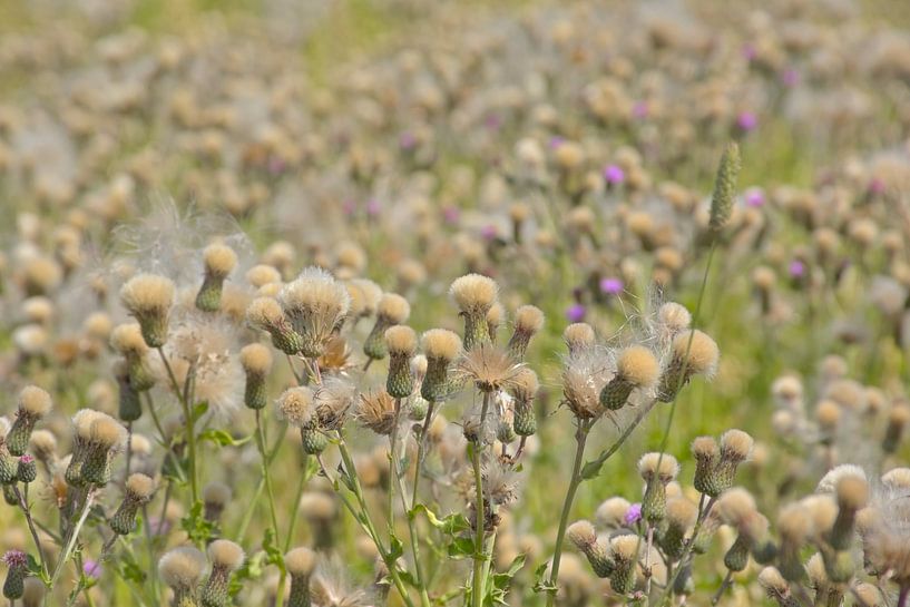 Dead thistle flowers by Kristof Lauwers