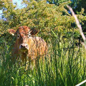 Kuh im Gras von Suzanne Ho-Sam-Sooi