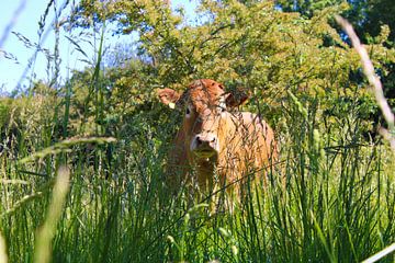 Koe in het gras van Suzanne Ho-Sam-Sooi