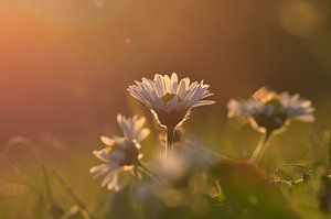 Im Sonnenlicht 