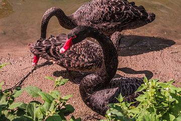 Black Swans von Gabriella Sidiropoulos