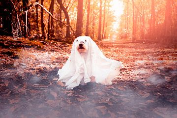 Halloween spook hondje van Kaylee Verschure