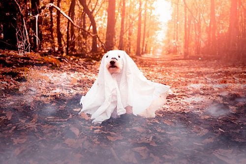 Chien fantôme d'Halloween