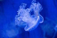 Calming jellyfish by Tim Smit thumbnail