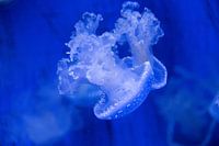 Calming jellyfish
